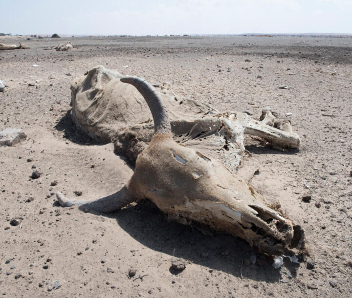 An animal carcass lies on parched ground